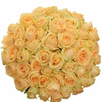 Kytice 55 meruňkových růží AVALANCHE PEACH+ 70cm