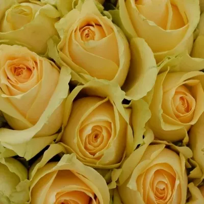 Kytice 55 meruňkových růží MAGIC AVALANCHE 40cm 