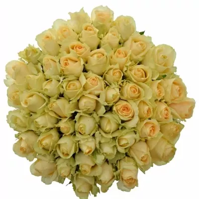 Kytice 55 meruňkových růží MAGIC AVALANCHE 55cm