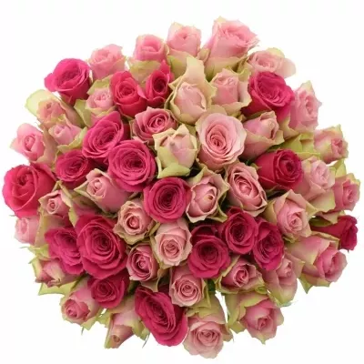 Míchaná kytice 55 vícebarevných růží ALHIVIA 50 cm