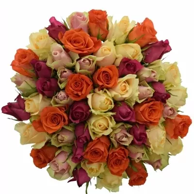 Kytice 55 vícebarevných růží KIMI MELORA 50 cm