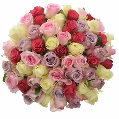 Kytice 55 vícebarevných růží NICOLE 40 cm