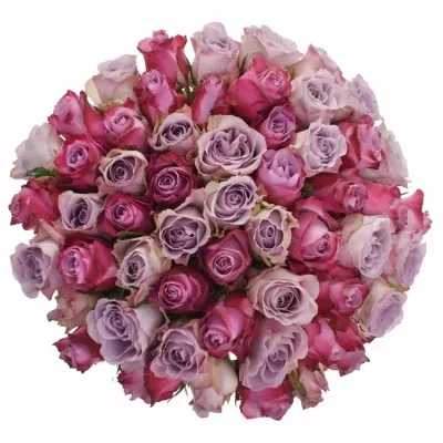 Kytice 55 vícebarevných růží PENELOPA 70 cm