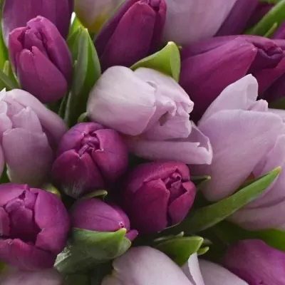 Kytice 55 míchaných fialových tulipánů 30cm