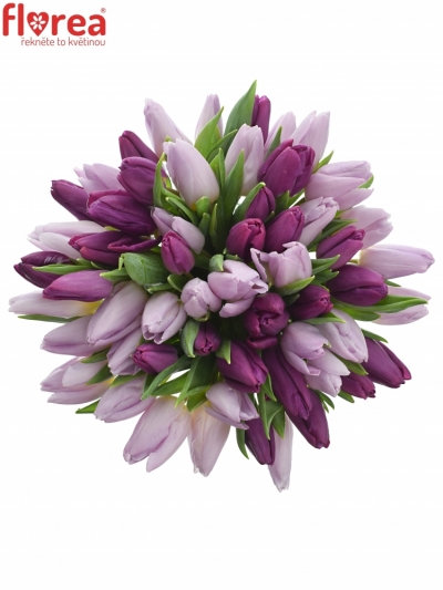 Kytica 55 miešaných fialových tulipánov 30cm