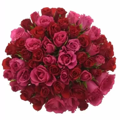 Míchaná kytice 55 vícebarevných růží GRACIANA 50 cm
