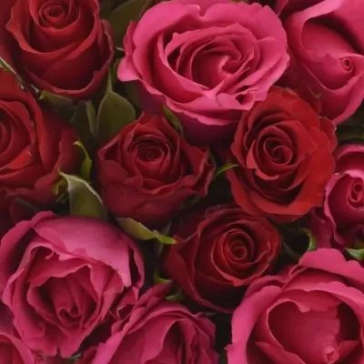 Kytice 55 míchaných růží GRACIANA 35cm