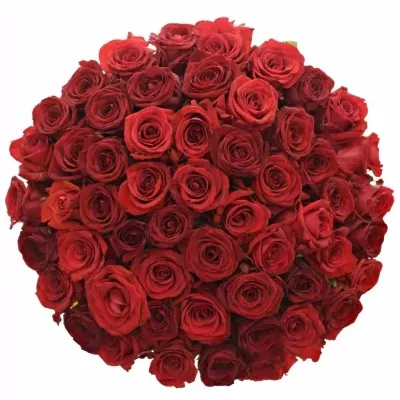 Kytice 55 míchaných růží JOANNA 60cm