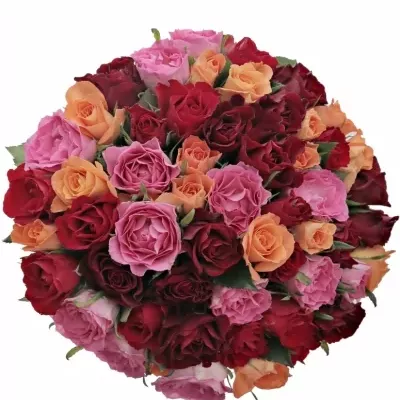 Míchaná kytice 55 vícebarevných růží KATRIEL 50 cm