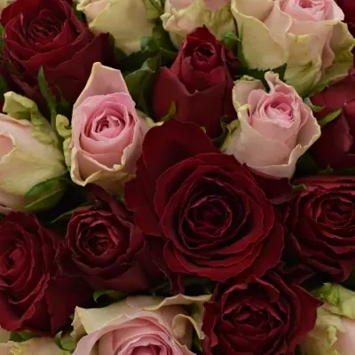 Kytice 55 míchaných růží MADAM BISOU 50cm