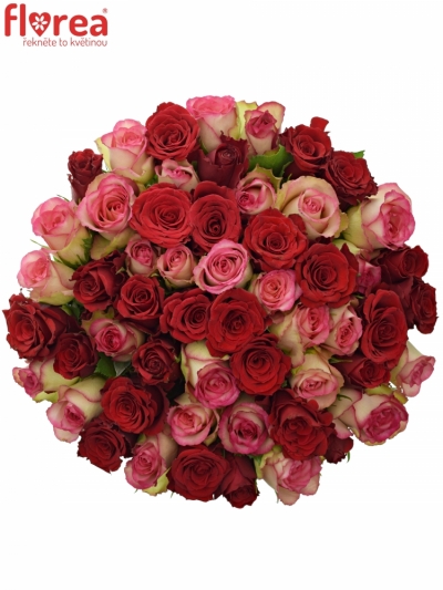 Kytice 55 míchaných růží ODETTE 40cm
