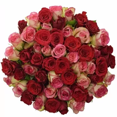 Míchaná kytice 55 vícebarevných růží ODETTE 50 cm