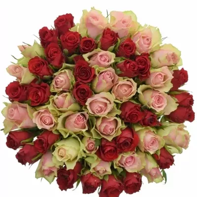 Míchaná kytice 55 vícebarevných růží ROSEBELLINE 50 cm
