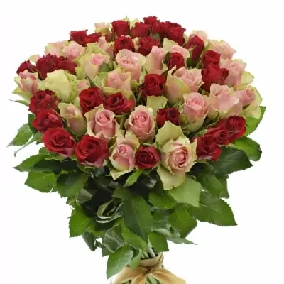 Kytice 55 míchaných růží ROSEBELLINE 50cm