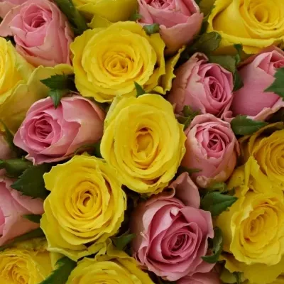 Kytice 55 míchaných růží SHANLEY 70cm