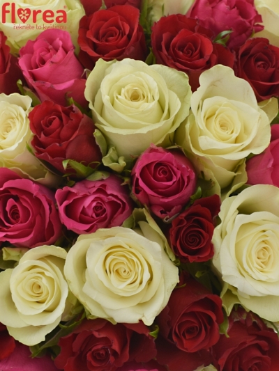 Kytice 55 míchaných růží WHITE GRACIANA 35cm