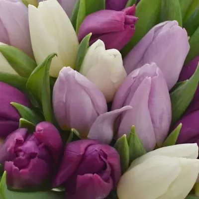 Kytice 55 míchaných tulipánů 30cm