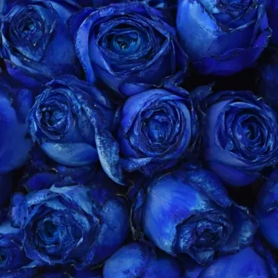 Kytice 55 modrých růží BLUE QUEEN OF AFRICA 50cm 