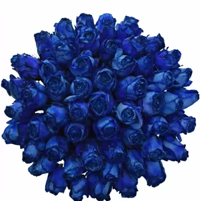 Kytice 55 modrých růží BLUE QUEEN OF AFRICA 60cm 
