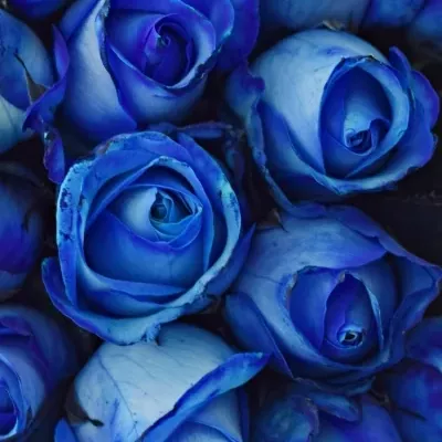 Kytica 55 modrých ruží BLUE snowstorm + 40cm