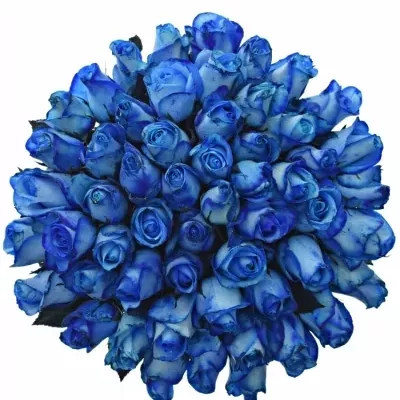 Kytice 55 modrých růží BLUE SNOWSTORM+ 50cm