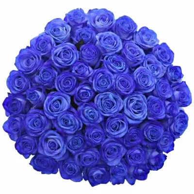 Jednodruhová kytice 55 modrých růží BLUE VENDELA 60 cm