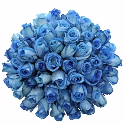 Kytice 55 modrých růží LIGHT BLUE SNOWSTORM 50cm