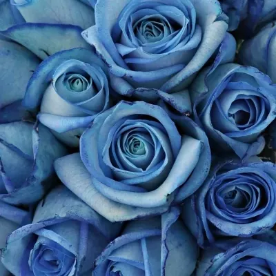 Kytice 55 modrých růží LIGHT BLUE SNOWSTORM