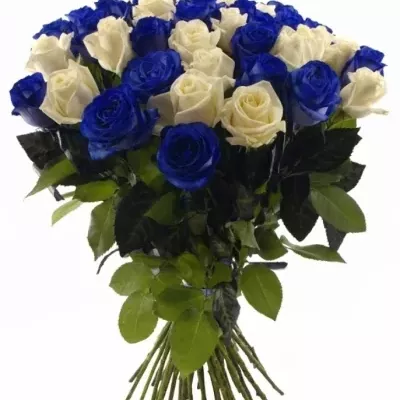 Kytice 55 modrých růží MARIANNA