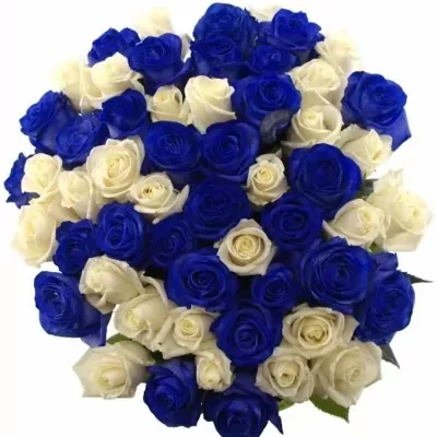 Kytice 55 modrých růží MARIANNA 50cm
