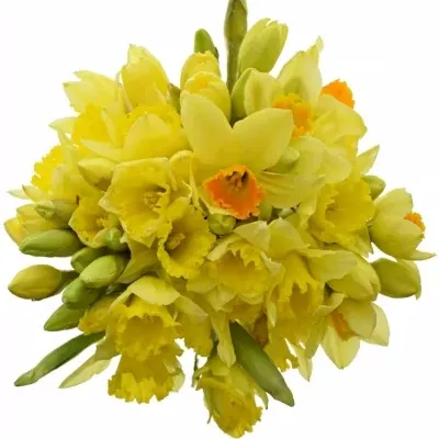 Jednodruhová kytice 55 žlutých narcisů DUTCH MASTER