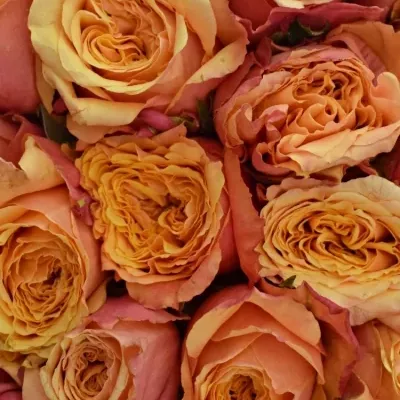 Kytice 55 oranžovočervených růží ALTAMODA 60cm