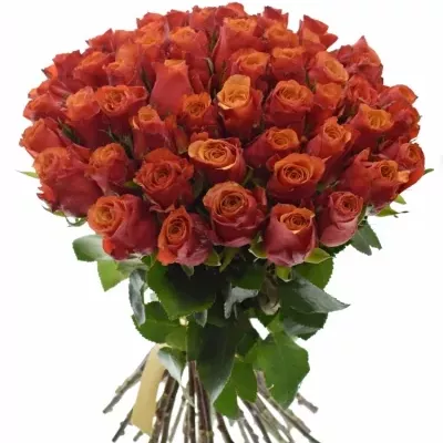 Kytice 55 oranžovočervených růží ESPANA 40cm