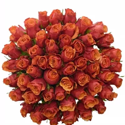 Kytice 55 oranžovočervených růží ESPANA 40cm