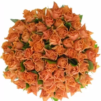 Kytice 55 oranžových růží ARANCIO 40cm