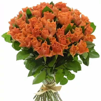 Kytice 55 oranžových růží ARANCIO 40cm