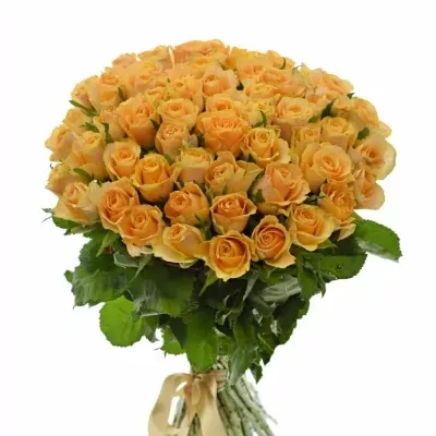 Kytice 55 oranžových růží CANDID PROPHYTA 50cm