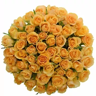 Kytice 55 oranžových růží CANDID PROPHYTA 40cm