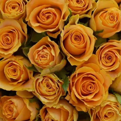 Kytice 55 oranžových růží CANDID PROPHYTA 50cm