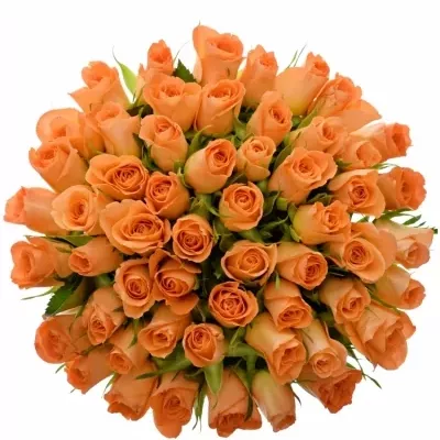Kytice 55 oranžových růží CHELSEA 40cm