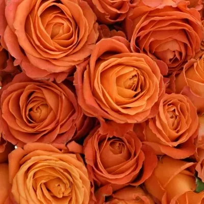 Kytice 55 oranžových růží CLARENCE+ 60cm