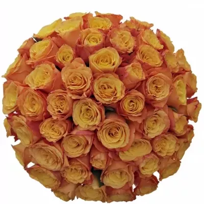 Kytice 55 oranžových růží CONFIDENTIAL 50cm