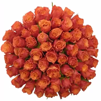 Kytice 55 oranžových růží DEVOTED