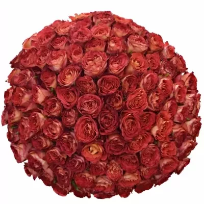 Kytice 100 oranžových růží FINE WINE 80cm