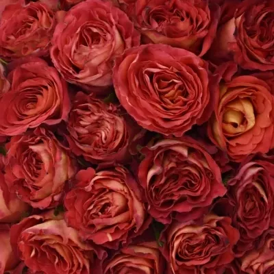 Kytice 55 oranžových růží FINE WINE 50cm