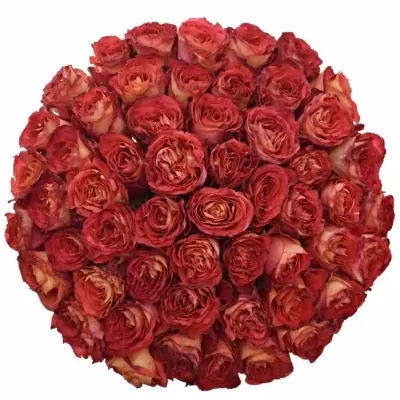 Kytice 55 oranžových růží FINE WINE 50cm