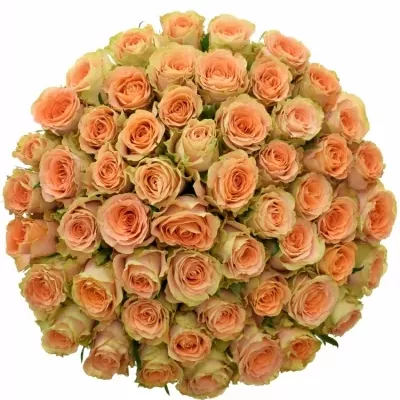 Kytice 55 oranžových růží FLORENTINE
