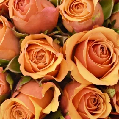 Kytice 55 oranžových růží JULIA 40cm