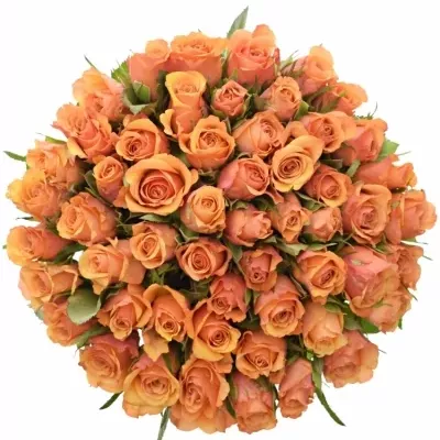 Kytice 55 oranžových růží JULIA 40cm