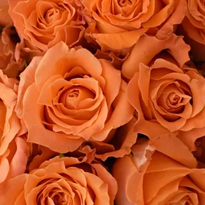 Kytice 55 oranžových růží JULISCHKA 40cm